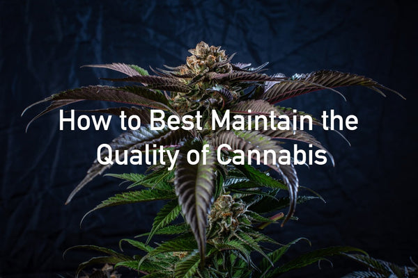 How to Best Maintain the Quality of my Weed